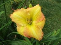 Denivka 'Wisley' (Hemerocallis)