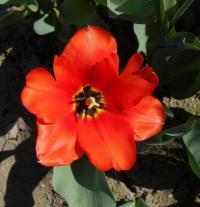 Tulipán 'Holland's Glorie' - Darwin hybridy (Tulipa)