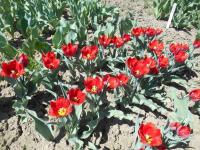 Tulipán 'Arma' - Třepenité tulipány (Tulipa)