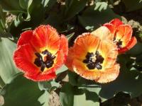 Tulipán 'Fringed Gudoshnik' - Třepenité tulipány (Tulipa)