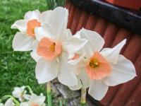 Narcis 'Bell Song' - Jonquilla narcisy (Narcissus)