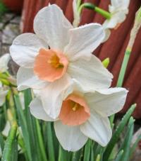 Narcis 'Bell Song' - Jonquilla narcisy (Narcissus)