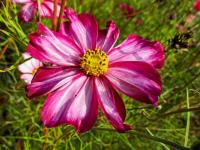 Krásenka zpeřená 'Fizzy Rose' (Cosmos bipinnatus)