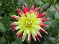 Jiřinka 'Electric Flash' - Semikaktusovité jiřinky (Dahlia)