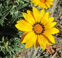 Gazánie zářivá 'Frosty Kiss Yellow' (Gazania rigens)