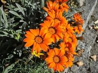 Gazánie zářivá 'Frosty Kiss Orange' (Gazania rigens)