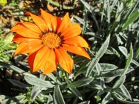 Gazánie zářivá 'Frosty Kiss Orange' (Gazania rigens)