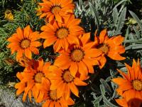 Gazánie zářivá 'Frosty Kiss Orange' (Gazania rigens)