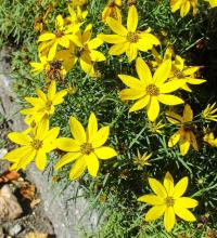 Krásnoočko přeslenité 'Zagreb' (Coreopsis verticillata)