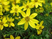 Krásnoočko přeslenité 'Zagreb' (Coreopsis verticillata)