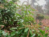Pieris japonská 'Weeping Groom' (Pieris japonica)