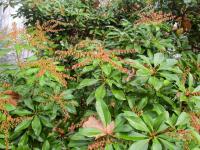 Pieris japonská 'Weeping Groom' (Pieris japonica)