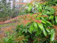 Pieris japonská 'Weeping Groom' (Pieris japonica)
