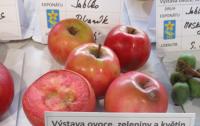 Jabloň domácí 'Red Moon' (Malus domestica)