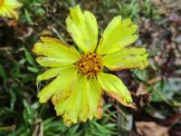 Krásnoočko přeslenité 'Full Moon' (Coreopsis verticillata)