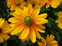 Třapatka srstnatá 'Amarilo Gold' (Rudbeckia hirta)