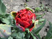 Tulipán 'Rococo Double' - Plnokvěté rané tulipány (Tulipa)