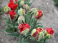 Tulipán 'Rococo Double' - Plnokvěté rané tulipány (Tulipa)