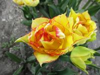 Tulipán 'Aquilla' - Plnokvěté rané tulipány (Tulipa)