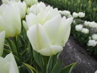 Tulipán Fosterův 'Purissima Design' - Fosteriana tulipány (Tulipa fosteriana)