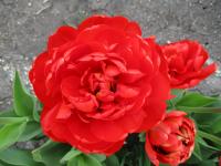 Tulipán 'Miranda' - Plné pozdní tulipány (Tulipa)