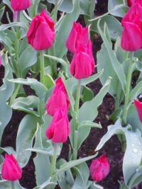 Tulipán 'Jennie Butchart' (Tulipa)