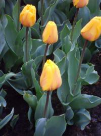 Tulipán 'Holland Emotions' - Darwin hybridy (Tulipa)