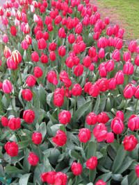 Tulipán 'Cherry Delight' - Darwin hybridy (Tulipa)
