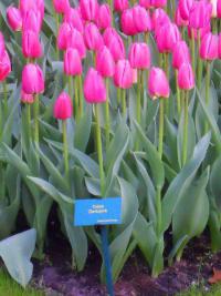Tulipán 'Zantupink' - Darwin hybridy (Tulipa)
