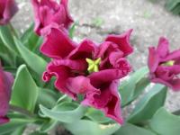 Tulipán 'Crown of Negrita' - Triumph tulipány (Tulipa)