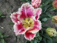 Tulipán 'Hawai' - Třepenité tulipány (Tulipa)