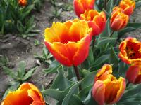 Tulipán 'Davenport' - Třepenité tulipány (Tulipa)