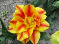 Tulipán 'Abba Dream' - Plnokvěté rané tulipány (Tulipa)