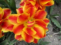 Tulipán 'Abba Dream' - Plnokvěté rané tulipány (Tulipa)