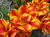 Tulipán 'Abba Dream' - Plnokvěté rané tulipány (Tulipa)