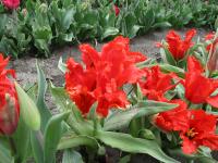 Tulipán 'Giant Parrot' - Papouškovité tulipány (Tulipa)