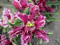 Tulipán 'Mysterious Parrot' - Papouškovité tulipány (Tulipa)