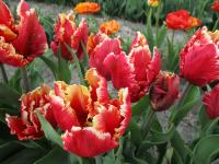 Tulipán 'Dee Jay Parrot' - Papouškovité tulipány (Tulipa)