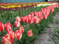 Tulipán 'Spryng Break' - Rembrandtovy tulipány (Tulipa)
