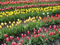 Tulipán (Tulipa)