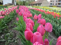 Tulipán 'Purple Pride' - Darwin hybridy (Tulipa)