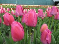 Tulipán 'Purple Pride' - Darwin hybridy (Tulipa)