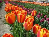 Tulipán 'Oxford Wonder' - Darwin hybridy (Tulipa)