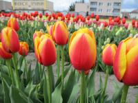 Tulipán 'World Peace' - Darwin hybridy (Tulipa)