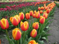 Tulipán 'World Peace' - Darwin hybridy (Tulipa)