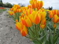 Tulipán 'Sunshine Family' (Tulipa heweri)