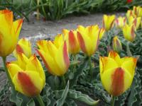 Tulipán Vvedenského 'Sara' (Tulipa vvedenskyi)