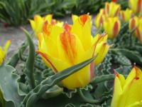 Tulipán Vvedenského 'Sara' (Tulipa vvedenskyi)