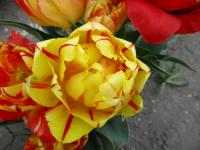 Tulipán 'Volta' - Plnokvěté rané tulipány (Tulipa)