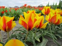 Tulipán Vvedenského 'Goldmine' (Tulipa vvedenskyi)